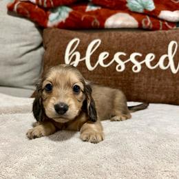 Buffy - Cream female Dachshund puppy in Crestview, Florida from Neverending Dachies