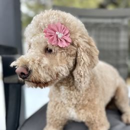 Lola - Goldendoodle