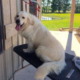 Golden Retriever All Grown Up from White Sand Golden Retrievers
