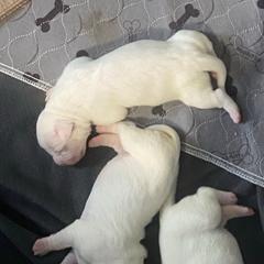 Female 4 - White female Dogo Argentino puppy in Winter Haven, Florida from Wayward’s Dogos and Spellbound Greyhounds