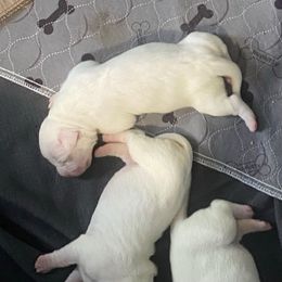 Female 4 - White female Dogo Argentino puppy in Winter Haven, Florida from Wayward’s Dogos and Spellbound Greyhounds