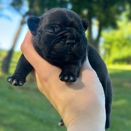 Willie - Brindle male French Bulldog puppy in Ashland, Ohio from HazyDayFrenchies