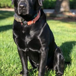 Labrador Retrievers from Duck U Kennels
