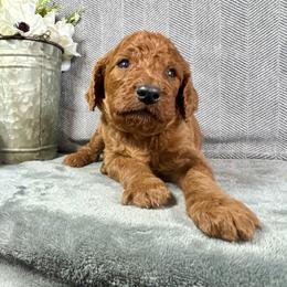 Owen - Red male Irish Doodle puppy in Hammond, Wisconsin from Queen of the Hill Puppies