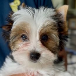 Boy 2 - Black tan and white male Biewer Terrier puppy in Kerhonkson, New York from Arc-en-Ciel Biewers