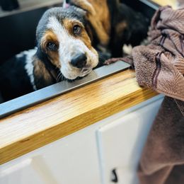 Basset Hound and Dalmatian Puppies from Lazy B Bassets and Dalmatians