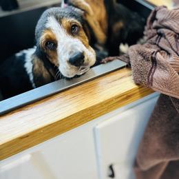 Basset Hound and Dalmatian Puppies from Lazy B Bassets and Dalmatians
