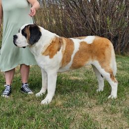 Maple - Saint Bernard