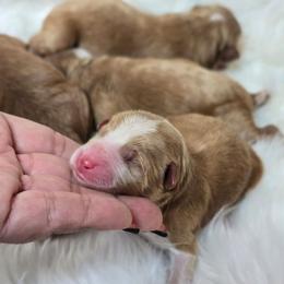 Boy 3 - Red  male Goldendoodle puppy in Austin, Texas from Austin Doodles & Poodles