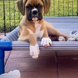 Boxer Puppies from Meraki Boxers