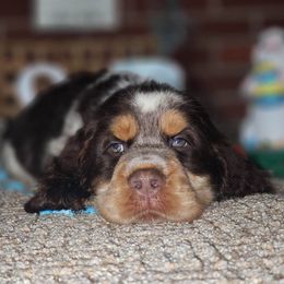 English Springer Spaniel Puppies from J&R Springers