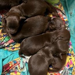 Rolo - Chocolate and tan male Dachshund puppy in Poplarville, Mississippi from Sarah’s Darling Dachshunds