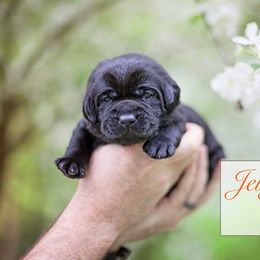 Labrador Retriever Puppies from Sagey Acres Farmette and Labs