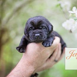 Labrador Retriever Puppies from Sagey Acres Farmette and Labs