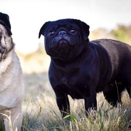 Boy 1 - Black male Pug puppy in Cheyenne, Wyoming from Viking Kennel