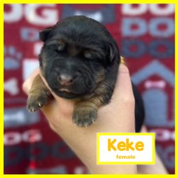 German Shepherd Puppies from Timpanogos Shepherds