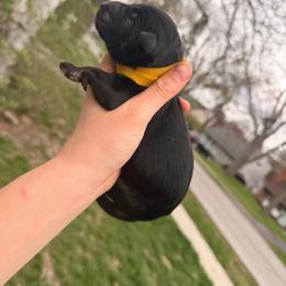 Ranunculus - Sable male German Shepherd puppy in Perrysburg, Ohio from Fancy GSDs