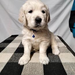 Golden Retriever Puppies from SDG Goldens