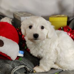Atlas: OFA and CHIC parents - White male Coton de Tulear puppy in Westfield, North Carolina from Legacy Pets
