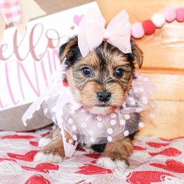 Macy - Black and tan female Yorkshire Terrier puppy in Hugo, Oklahoma from Ann R.