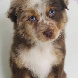 Australian Shepherds from Kay & I Family Aussies