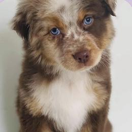 Australian Shepherds from Kay & I Family Aussies