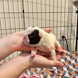 French Bulldog Puppies from Fur Royalty Frenchies