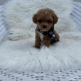 Ziam - Apricot male Goldendoodle puppy in Davie, Florida from Daviegoldendoodles