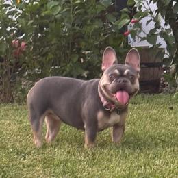 Stormi - French Bulldog