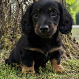Alvin - Black and tan male Dachshund puppy in Maidsville, West Virginia from L&B Lowriders