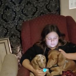 Dachshund puppies from Write Breed Doxies