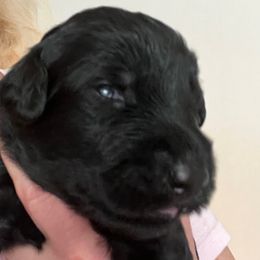 Light brown collar - Black female Giant Schnauzer puppy in Atoka, Oklahoma from Hannah's Haus & Farm