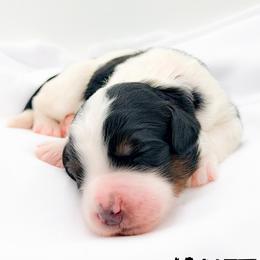Janet - Tri-color female Bernedoodle puppy in Tipton, Indiana from Country Creek Doodles