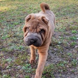 Chinese Shar-Pei from M'eric's Shar Pei Farm Club