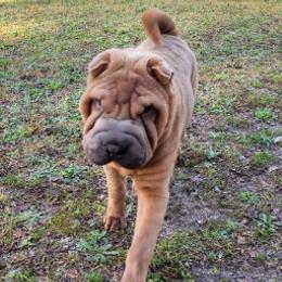 Chinese Shar-Pei from M'eric's Shar Pei Farm Club