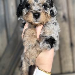 Orion - Merle male Goldendoodle puppy in Spring Hill, Florida from Parisian Puppies