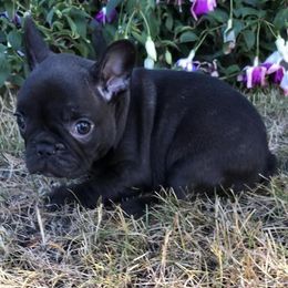 French Bulldog Puppies from Shell Creek Kennels