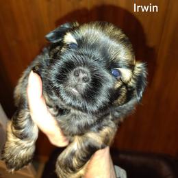 Irwin - Red male Shih Tzu puppy in Palmyra, New York from Karen's Tzus of Palmyra-Macedon