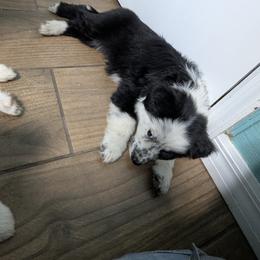 Australian Shepherd, Great Dane, and Great Pyrenees Puppies from AEW Farm