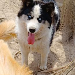 Envy - Siberian Husky
