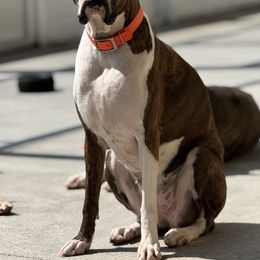 Windy - Boxer