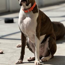 Windy - Boxer