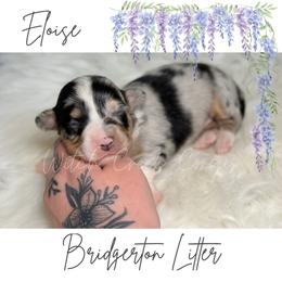 Eloise - Blue merle and white female American Corgi puppy in Greenwood, Indiana from Witch Creek Corgis