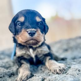 Monty1 (Montana) Blue - male Golden Mountain Doodle puppy in Twin Falls, Idaho from Magic Valley Family Doodles