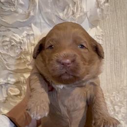 Lilly - Caramel red female Australian Labradoodle puppy in Auburn, California from Poodles and Labradoodles breeder