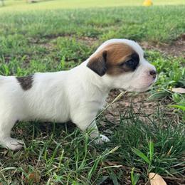 Nash - White and tan male Russell Terrier puppy in Valley Mills, Texas from Bar Rafter C Shorty Jacks