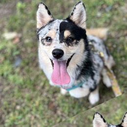 Samoa - Pomeranian