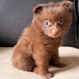 Chispa - Chocolate female Pomeranian puppy in Brooklyn, New York from Pomeranians