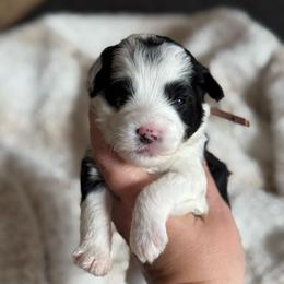 Taffy - Black and white female Sheepadoodle puppy in Wharton, Texas from Little Fur Friends