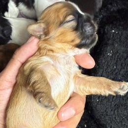 Peach - Brindle and white female Shih Tzu puppy in Azusa, California from RJ Shih Tzu lover